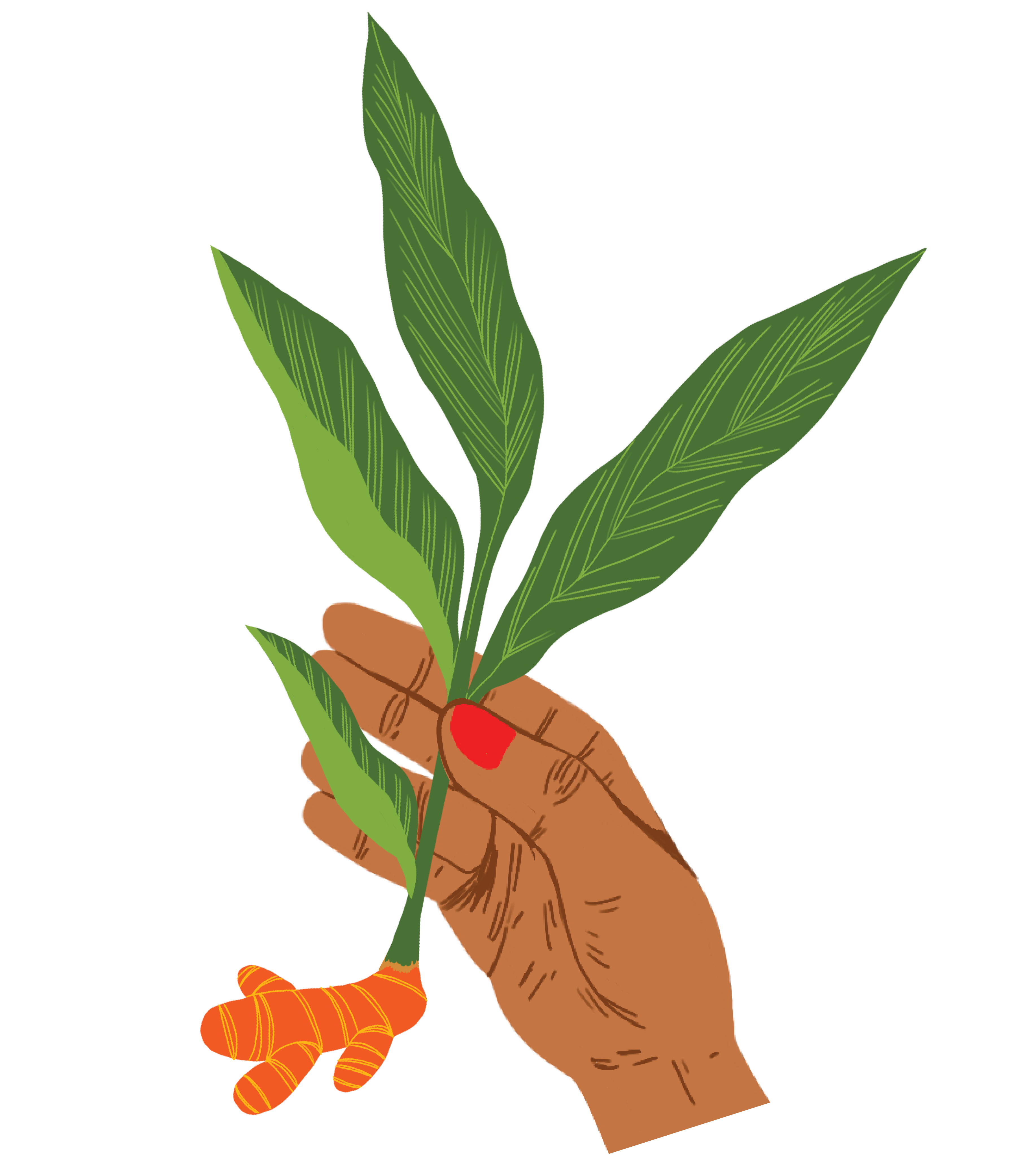 Hand with red nail polish holding a freshly plucked turmeric root with it's leaves.
