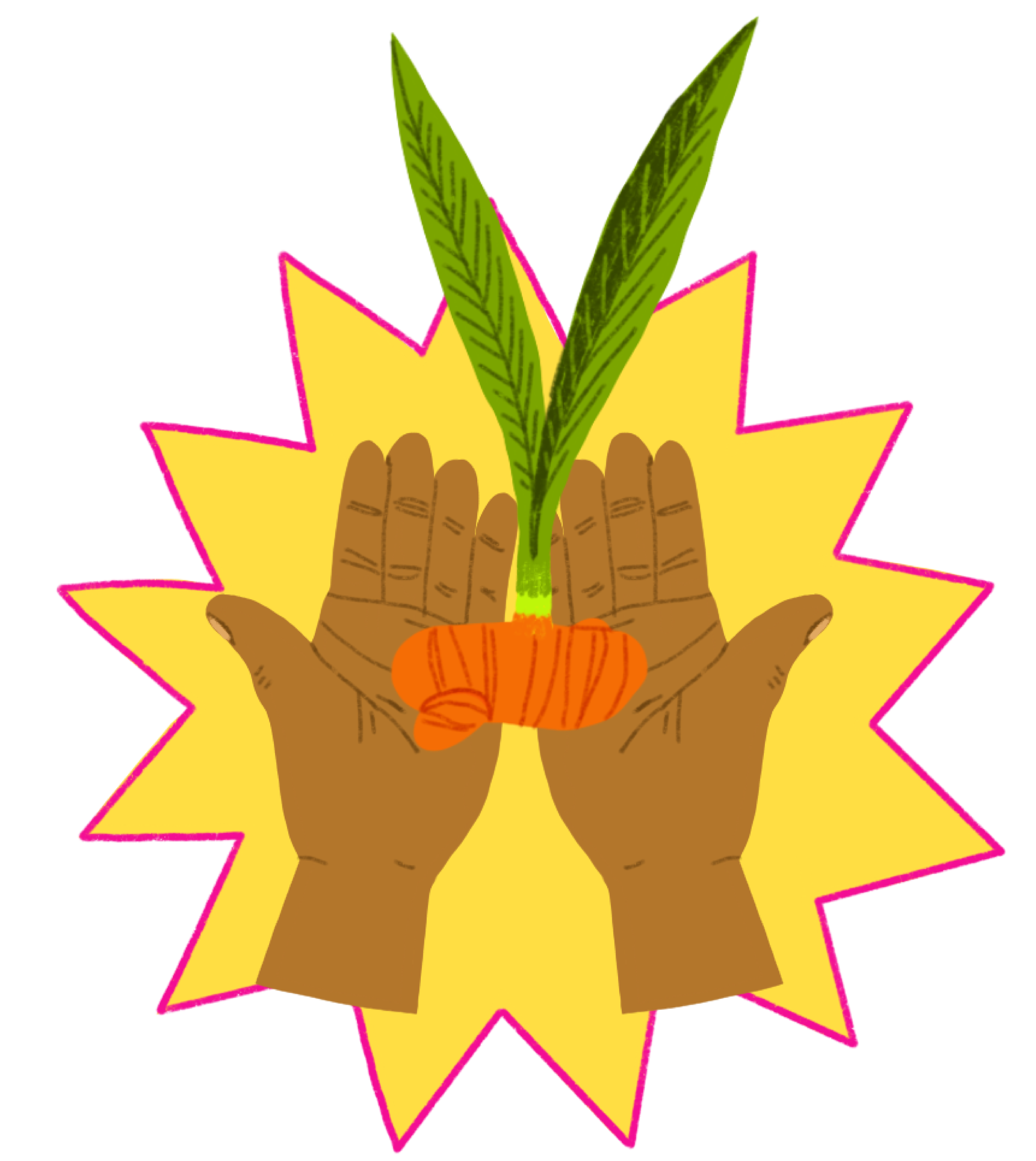 Hand holding fresh turmeric on a yellow background with a pink border