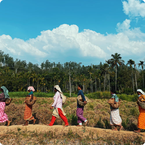 Farmers at the Aranya Pepper Farm walking with baskets full of freshly harvested pepper.