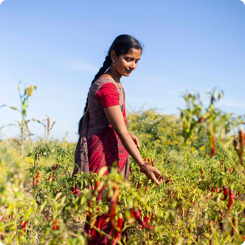 Woman in a red sari harvest guntur sannam chillies.