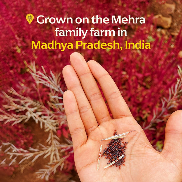 indian mustard seeds for planting Buy Black Mustard Seeds | Fresh & Aromatic