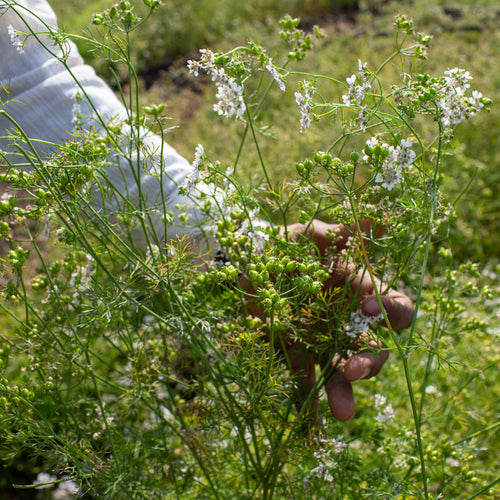 story_image