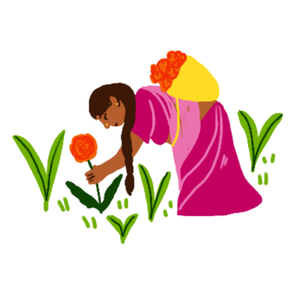 Illustration of woman in a pink sari plucking marigolds from a plant and adding it to her basket.