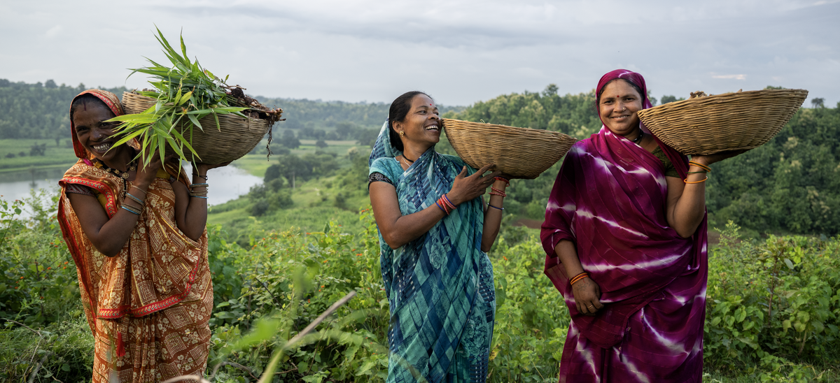 Notes From the Field #4 Long live the forest – Diaspora Co.