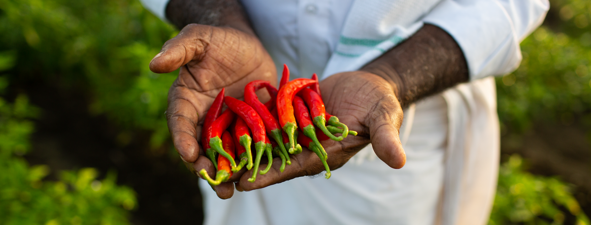The Complete Guide to Chilli Powder Types: 3 Varieties, Their Differences, and Exactly When to Use Each