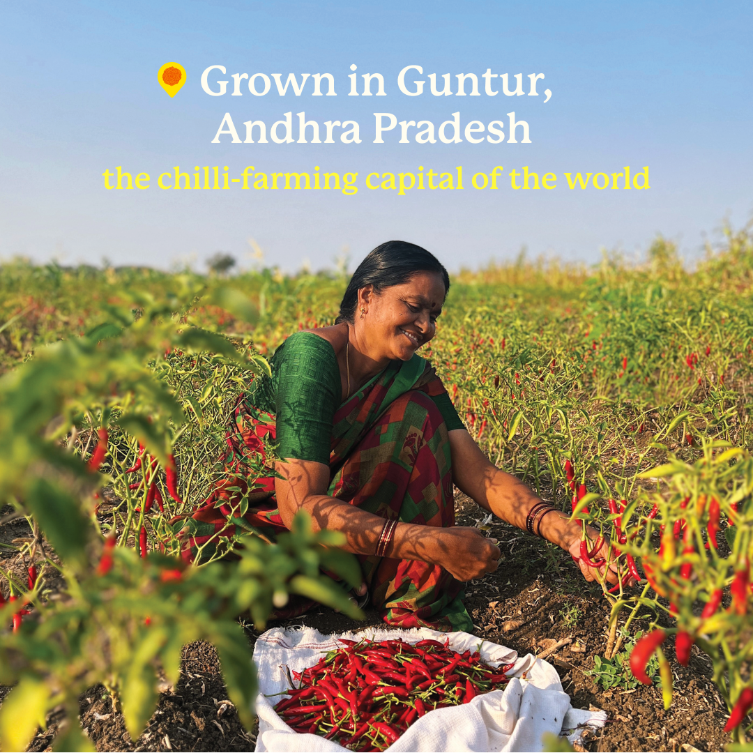 Guntur Sannam Chilli