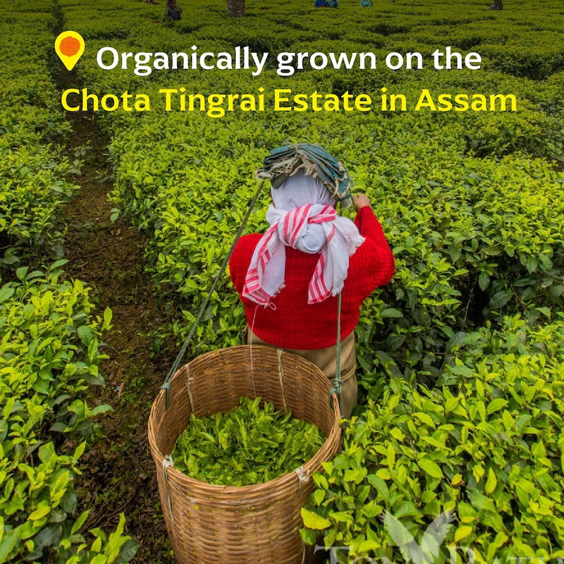 Chota Tingrai Black Tea