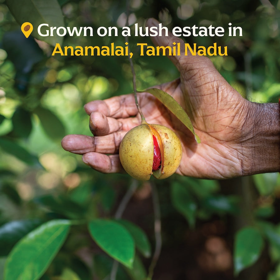 Anamalai Nutmeg – Diaspora Co.