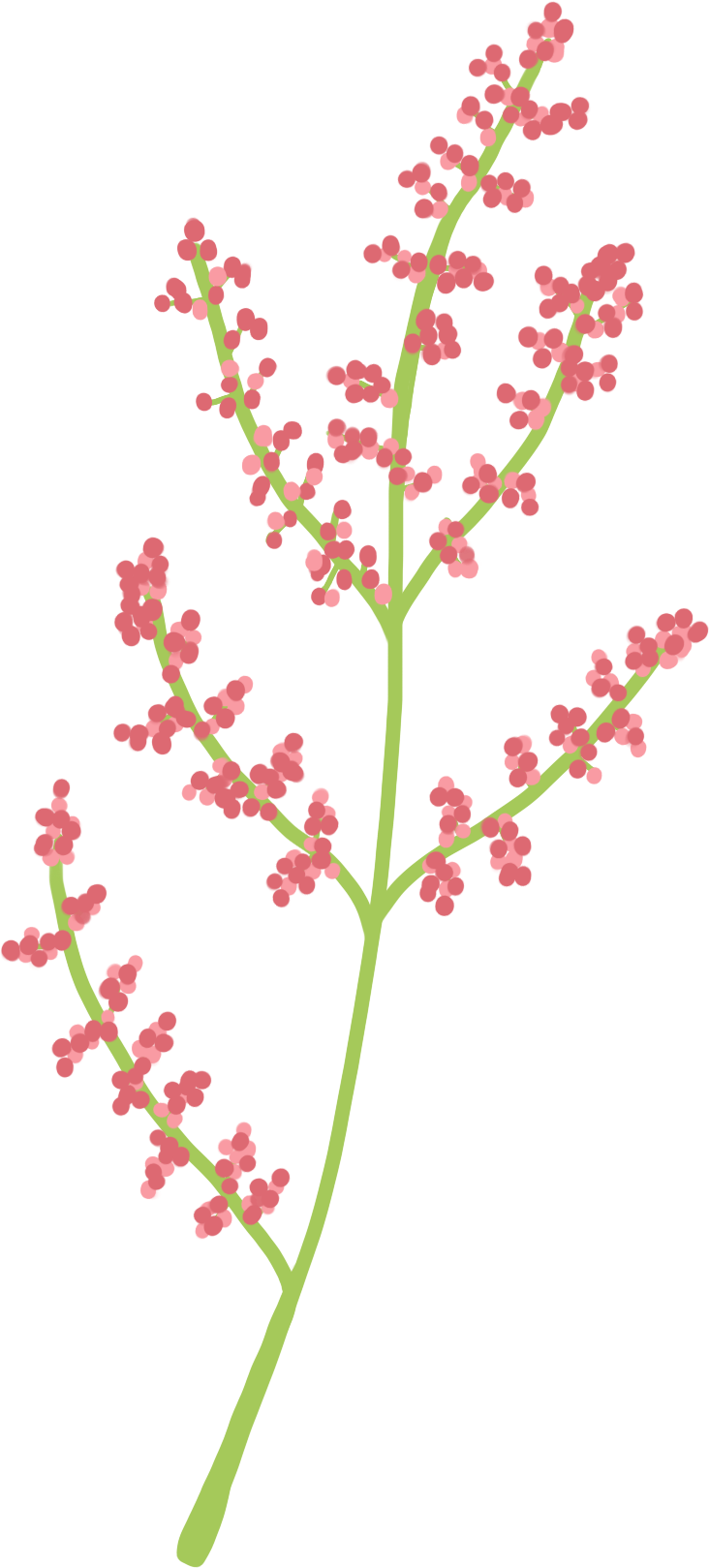Wild Heimang Sumac