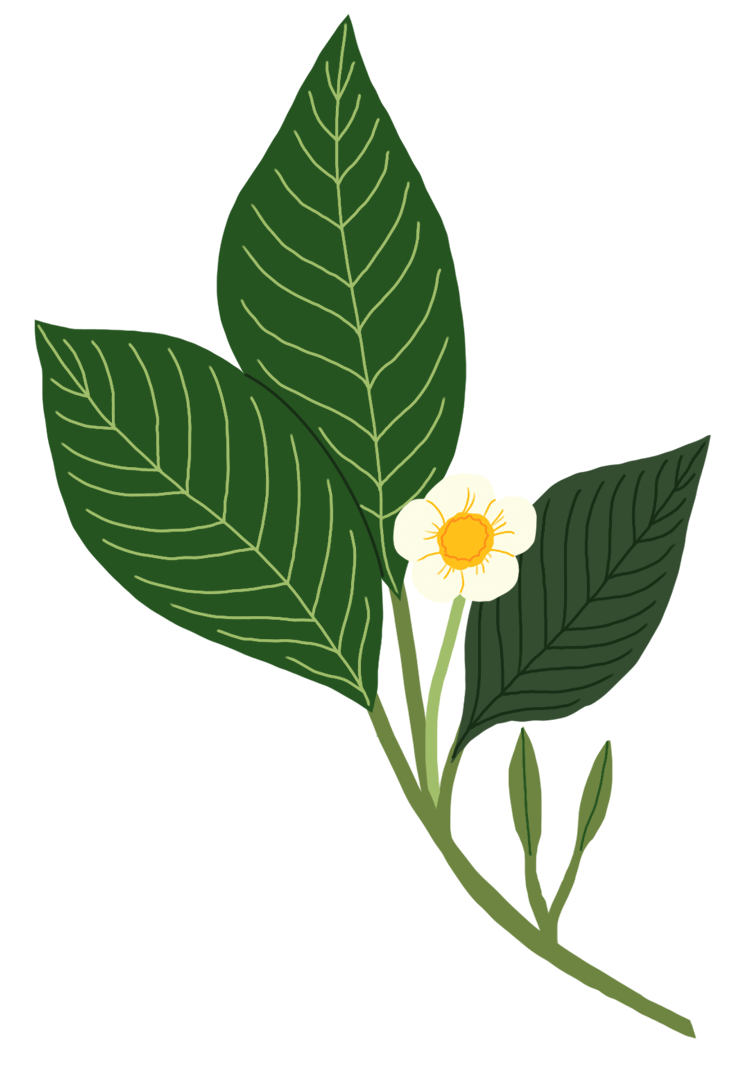Chota Tingrai Black Tea