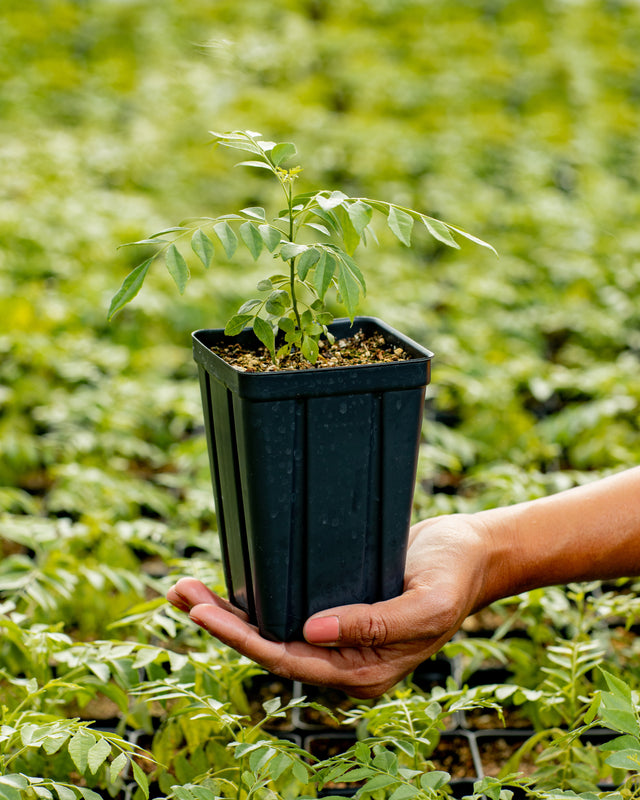 Kadipatta Plant