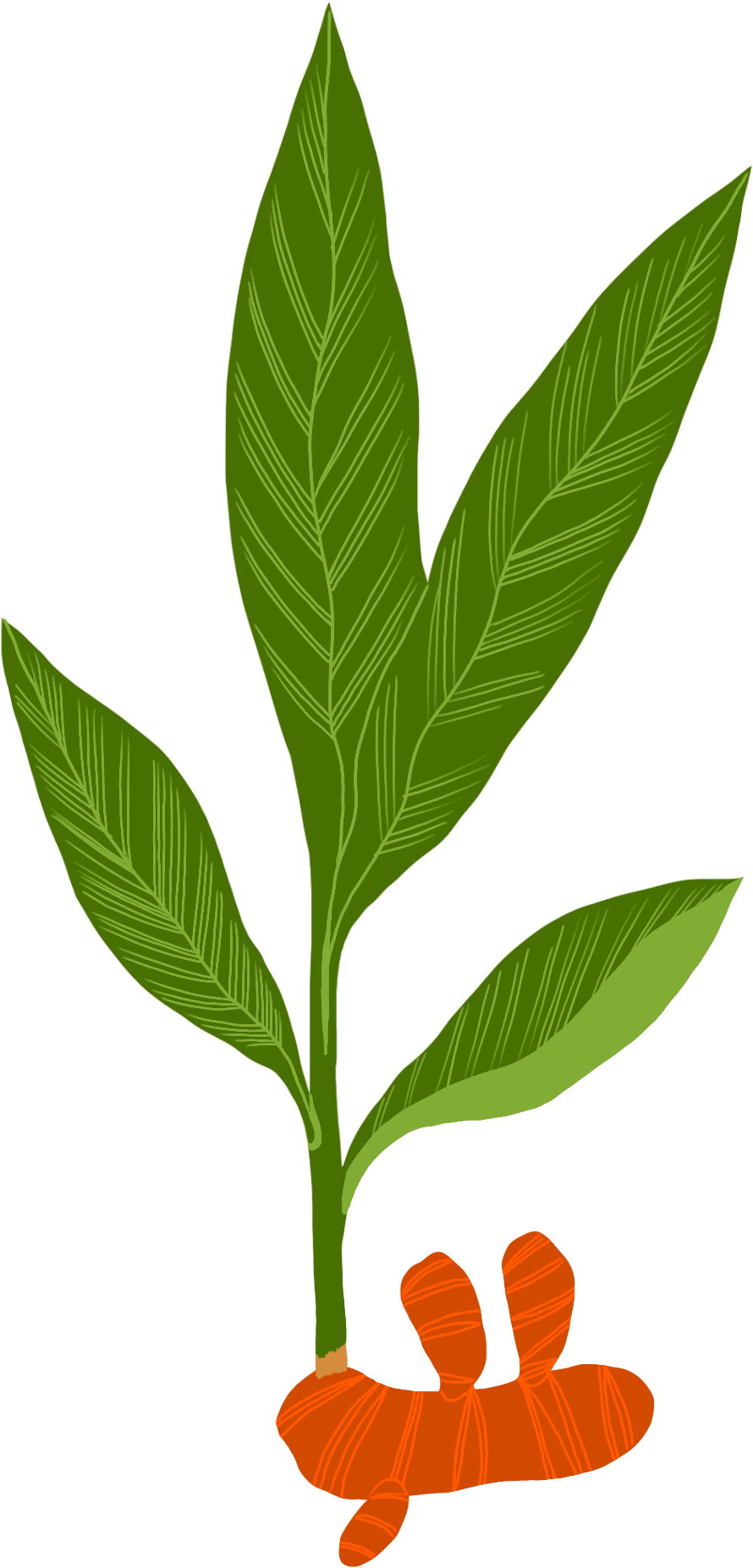Fresh Turmeric roots with leaves